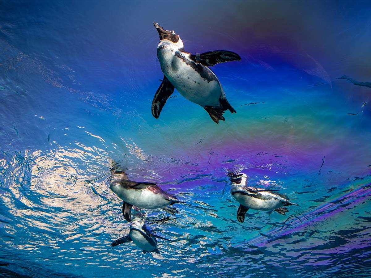 ホテルリソル池袋 【サンシャイン水族館チケット付】女子旅にもデートにも♪池袋観光の定番!≪素泊り≫