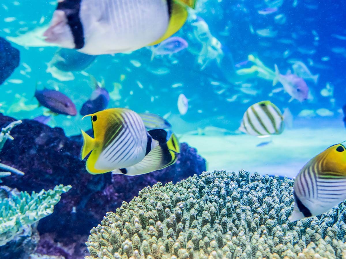 ホテルリソル池袋 【サンシャイン水族館チケット付】女子旅にもデートにも♪池袋観光の定番!≪素泊り≫