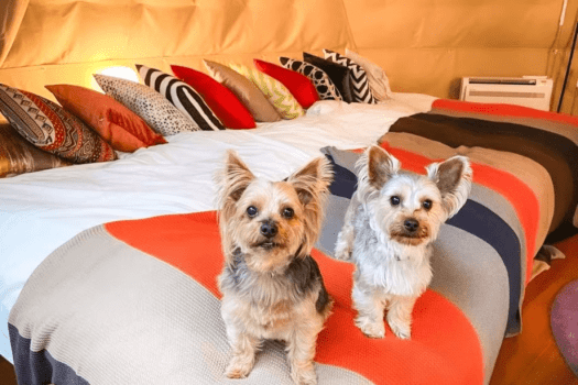 湯布院温泉郷 グランピング COMOREBI 【最大5名】〈愛犬OK/天空テラス・ブランコ付〉 ドーム型テント6m (シングル3台)