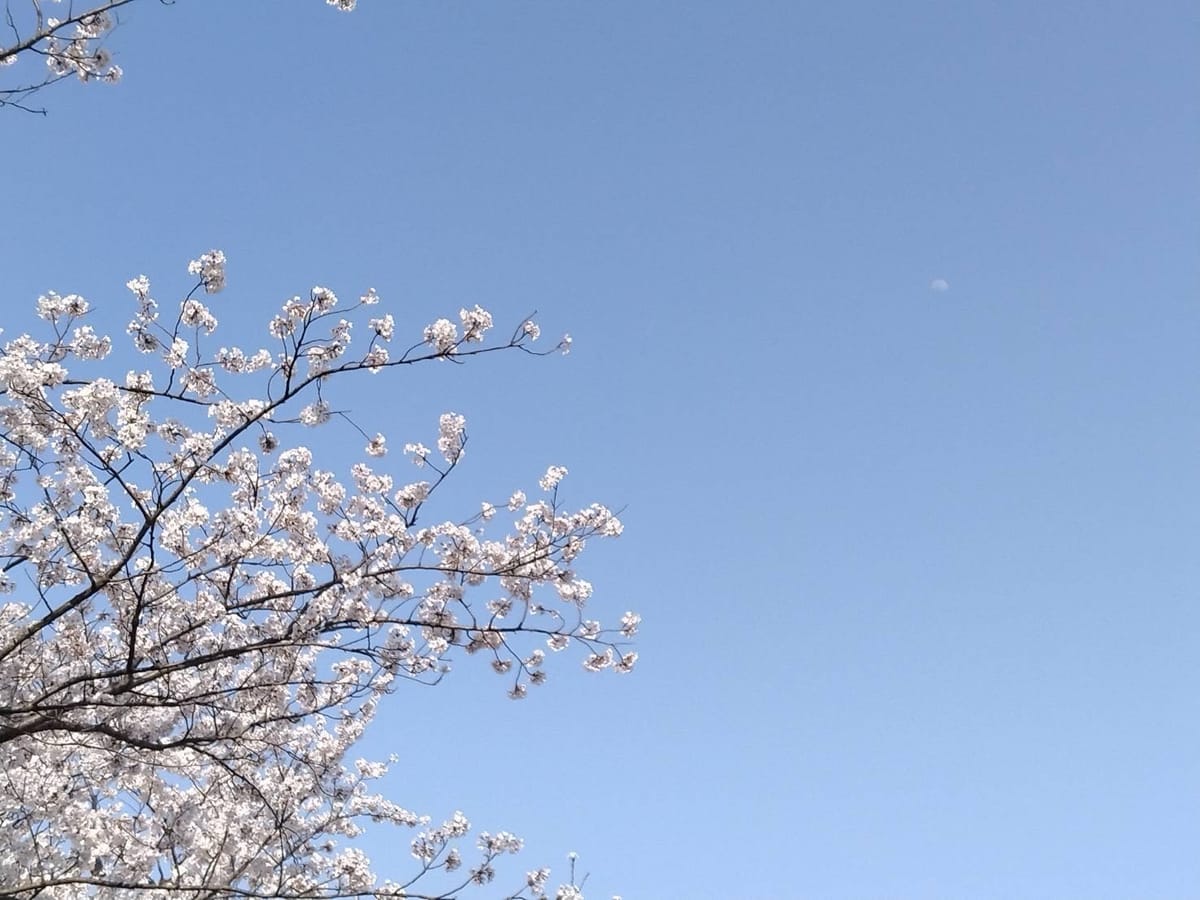 片山津温泉 季がさね 【山崎・響・若鶴も対象】春の温泉×ジャパニーズウイスキー飲み放題付