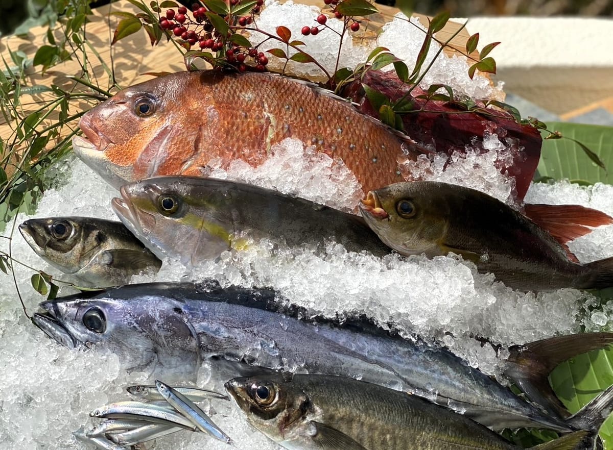 指宿ロイヤルホテル 先行予約販売4月末まで15%OFF【平日限定・1日10組】当日水揚げの地魚を選ぶ 夏越の膳