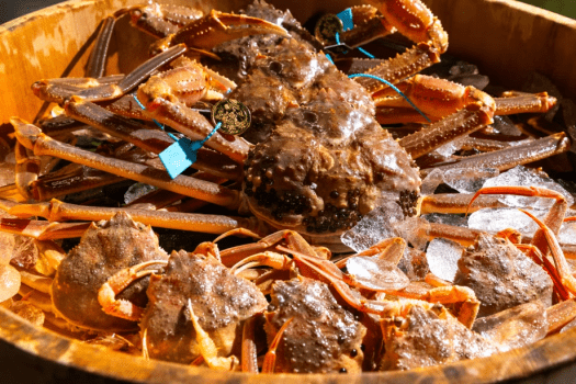 まつさき 【日本一と評される加能ガニ!】活加能ガニ懐石 ~お一人様1杯分!~ 香箱ガニ1杯付