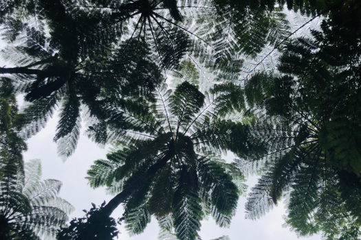 ホテルウエストコート奄美Ⅱ ◆世界自然遺産登録記念♪お得に朝食付プラン