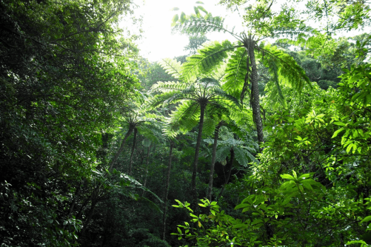 ホテルウエストコート奄美Ⅱ ◆世界自然遺産登録記念♪お得に素泊りプラン