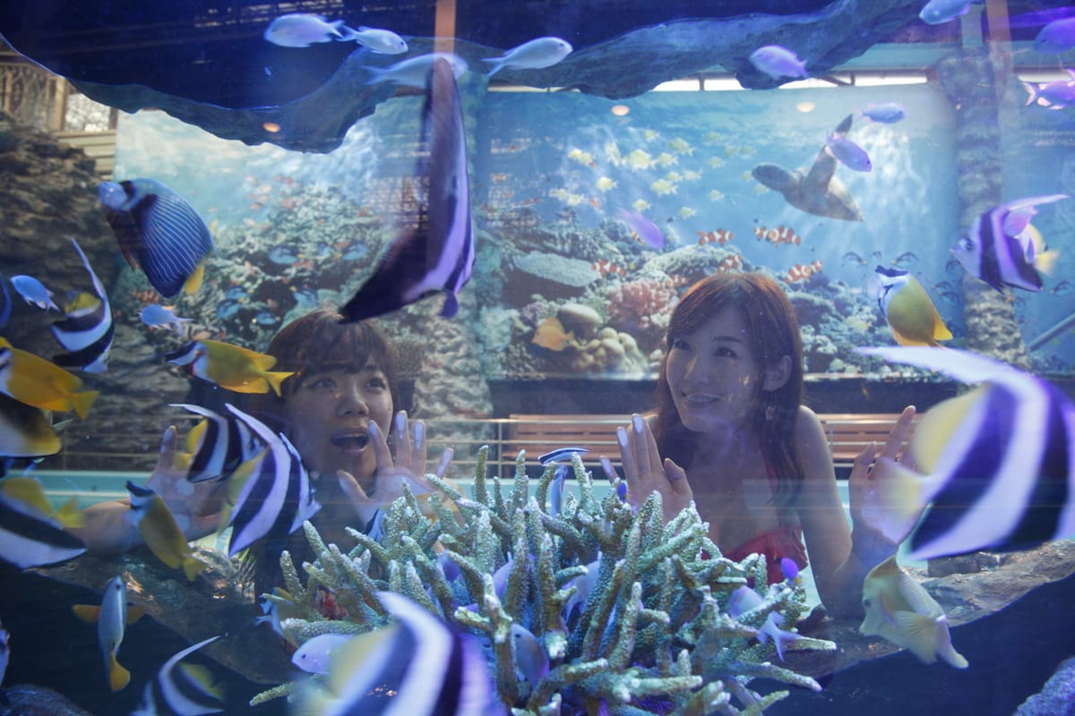 ウイルポート 【「環境水族館」アクアマリンふくしま１日入場券付】リゾートブッフェ！