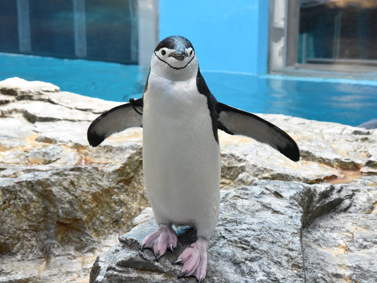 長崎バスターミナルホテル 【世界のペンギン大集合！】長崎ペンギン水族館入場チケット特典付き≪朝食付き≫