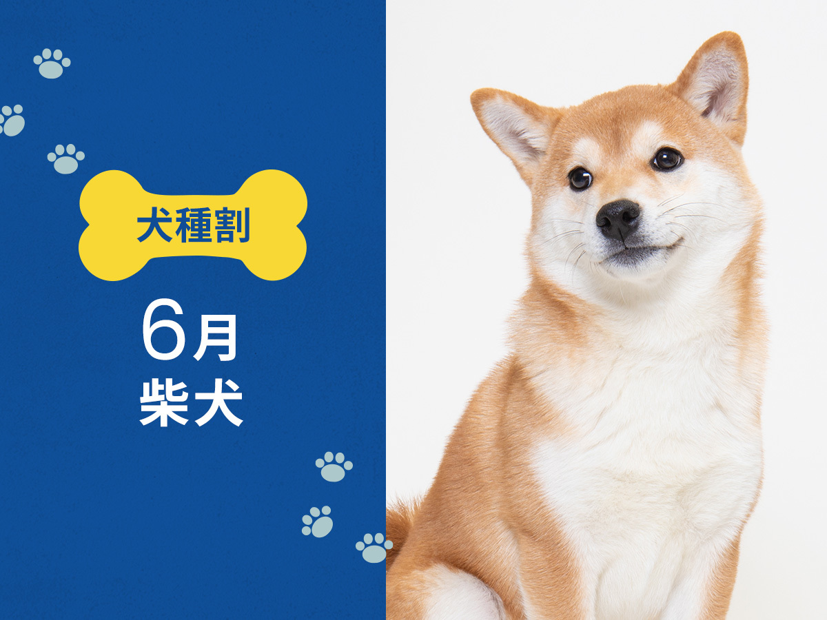 hotel anddoggy京都二条 毎月開催! お得な犬種限定割プラン 【6月は柴犬又は 同犬種MIX】 《 素泊り 》