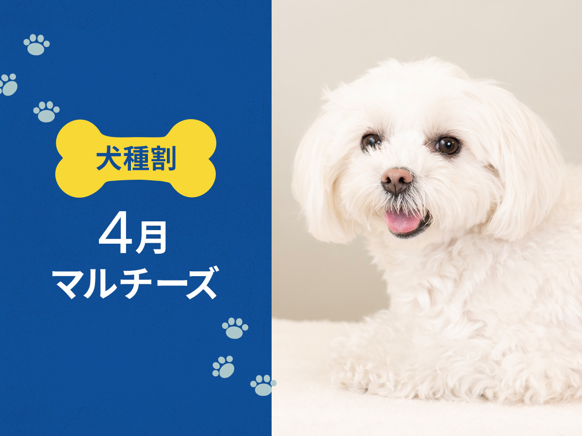 hotel anddoggy京都二条 毎月開催！ お得な犬種限定割プラン 【 4月はマルチーズ 又は 同犬種MIX 】 《 朝食付 》
