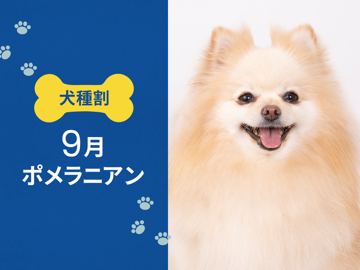 hotel anddoggy京都二条 毎月開催！ お得な犬種限定割プラン【 9月はポメラニアン 又は 同犬種MIX  】《 素泊り 》