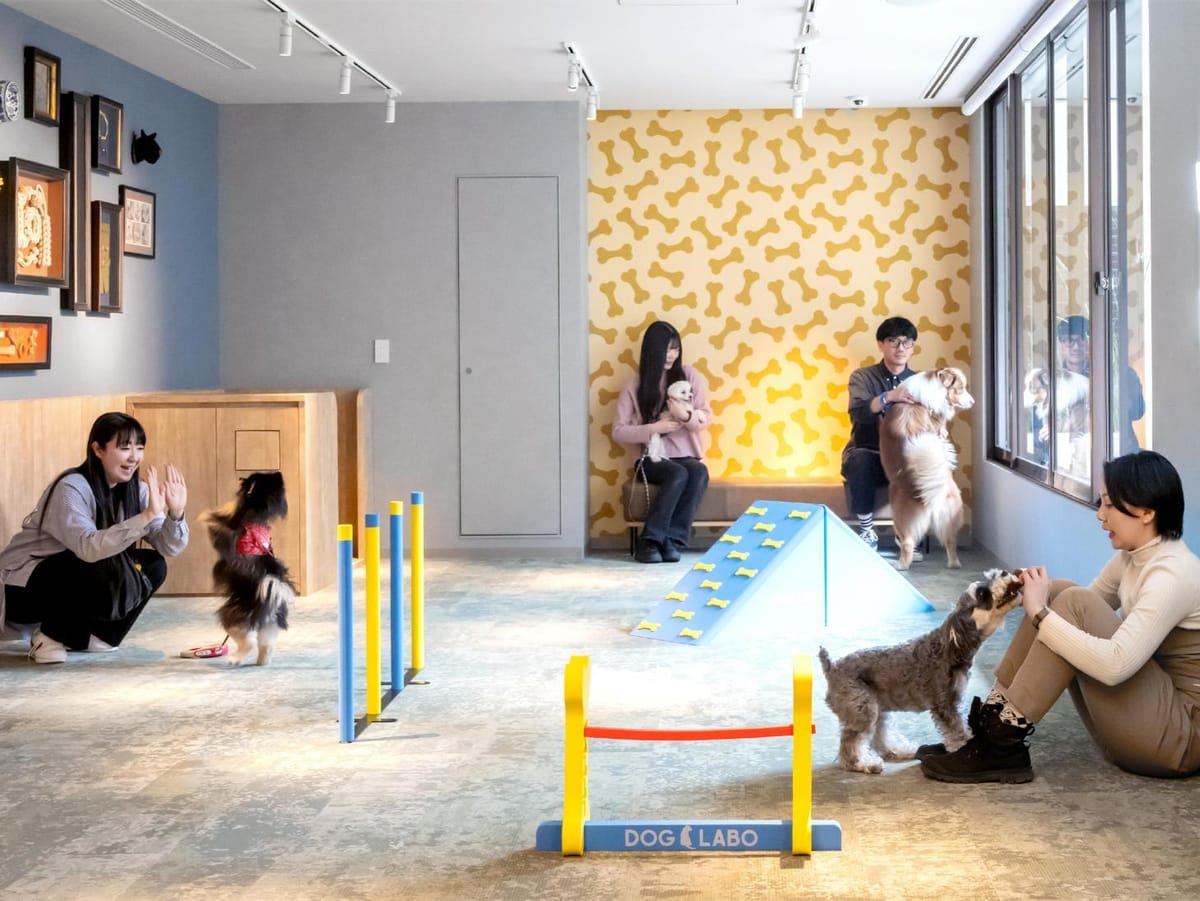 hotel anddoggy京都二条 毎月開催！ お得な犬種限定割プラン【 10月はシーズー 又は 同犬種MIX 】《 素泊り 》