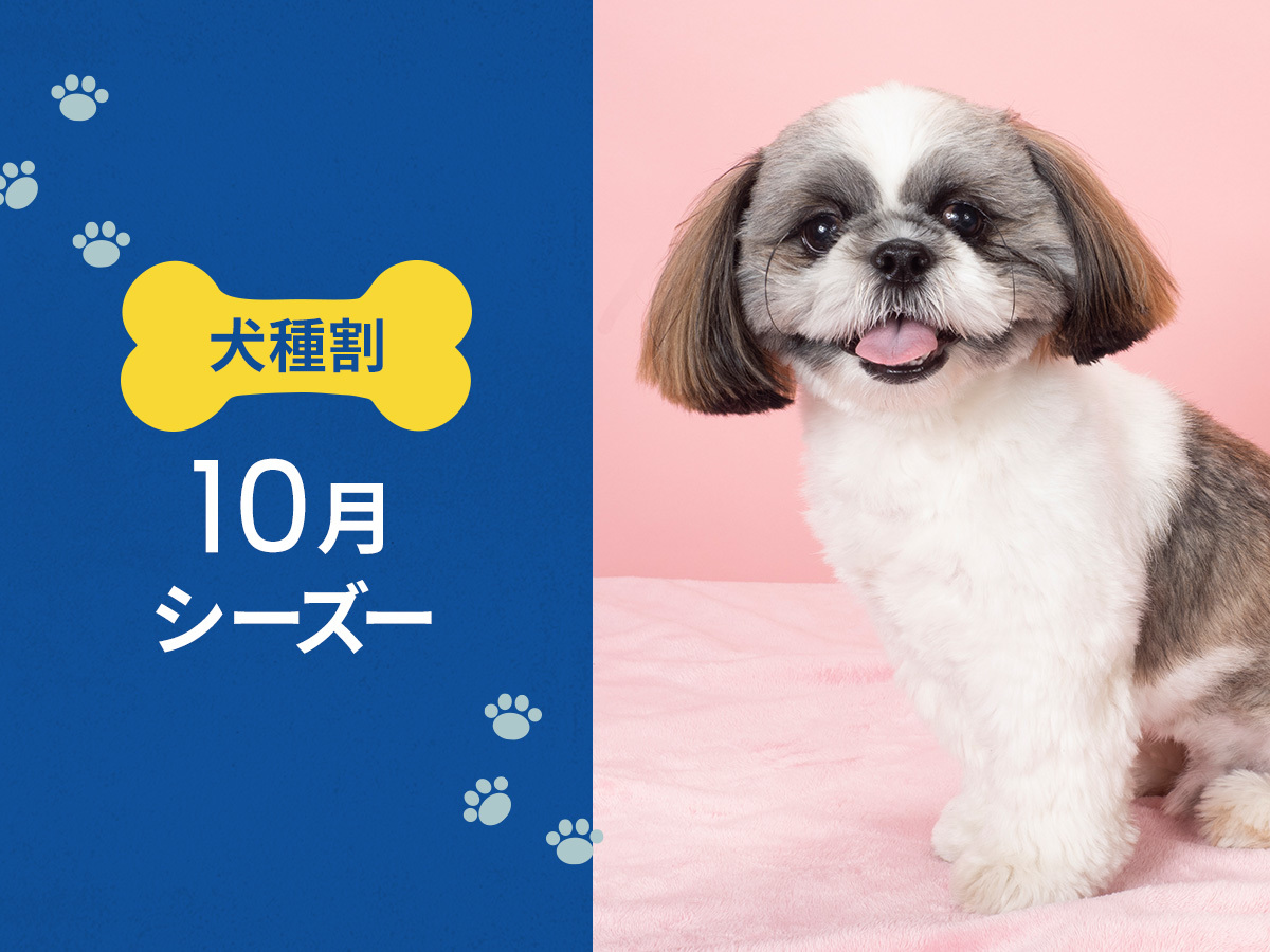 hotel anddoggy京都二条 毎月開催！ お得な犬種限定割プラン【 10月は シーズー 又は 同犬種MIX  】《 朝食付 》