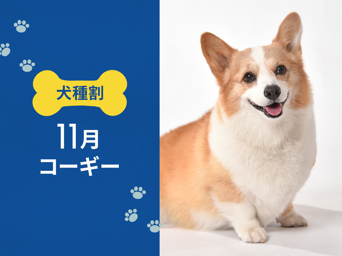 hotel anddoggy京都二条 毎月開催！ お得な犬種限定割プラン【 11月はコーギー 又は 同犬種MIX 】《 素泊り 》