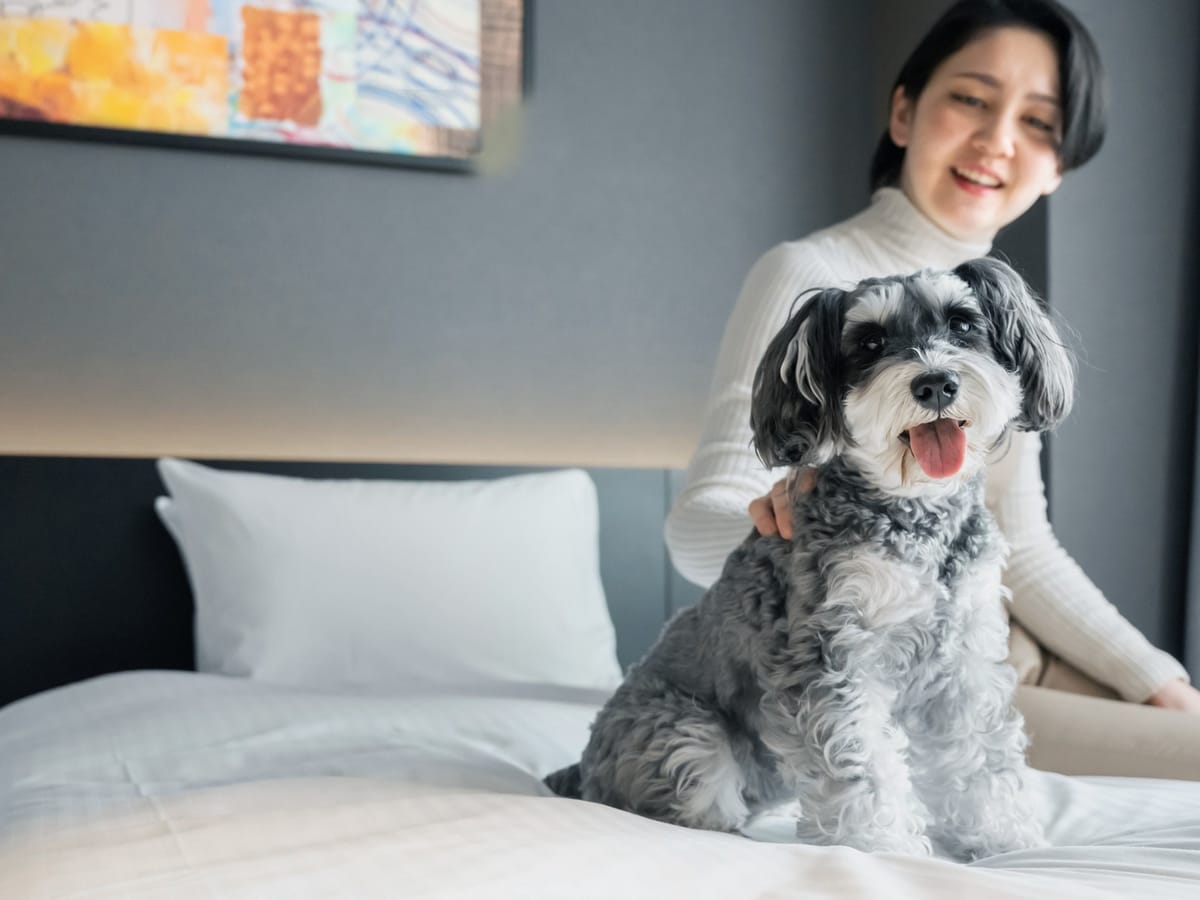 hotel anddoggy京都二条 毎月開催！ お得な犬種限定割プラン【12月はミニチュアシュナウザー 又は 同犬種MIX】《 素泊り 》