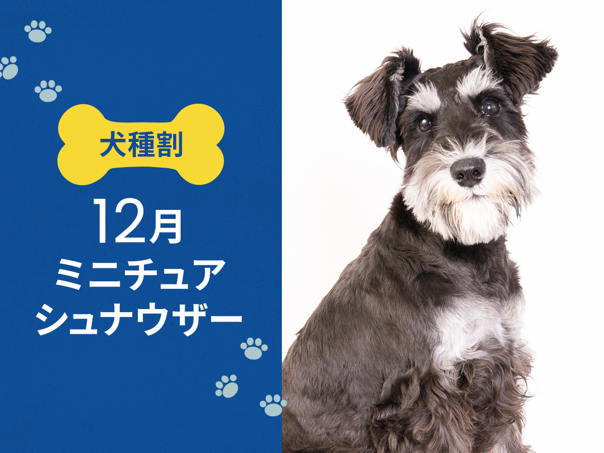 hotel anddoggy京都二条 毎月開催！ お得な犬種限定割プラン【12月はミニチュアシュナウザー 又は 同犬種MIX】《 朝食付 》