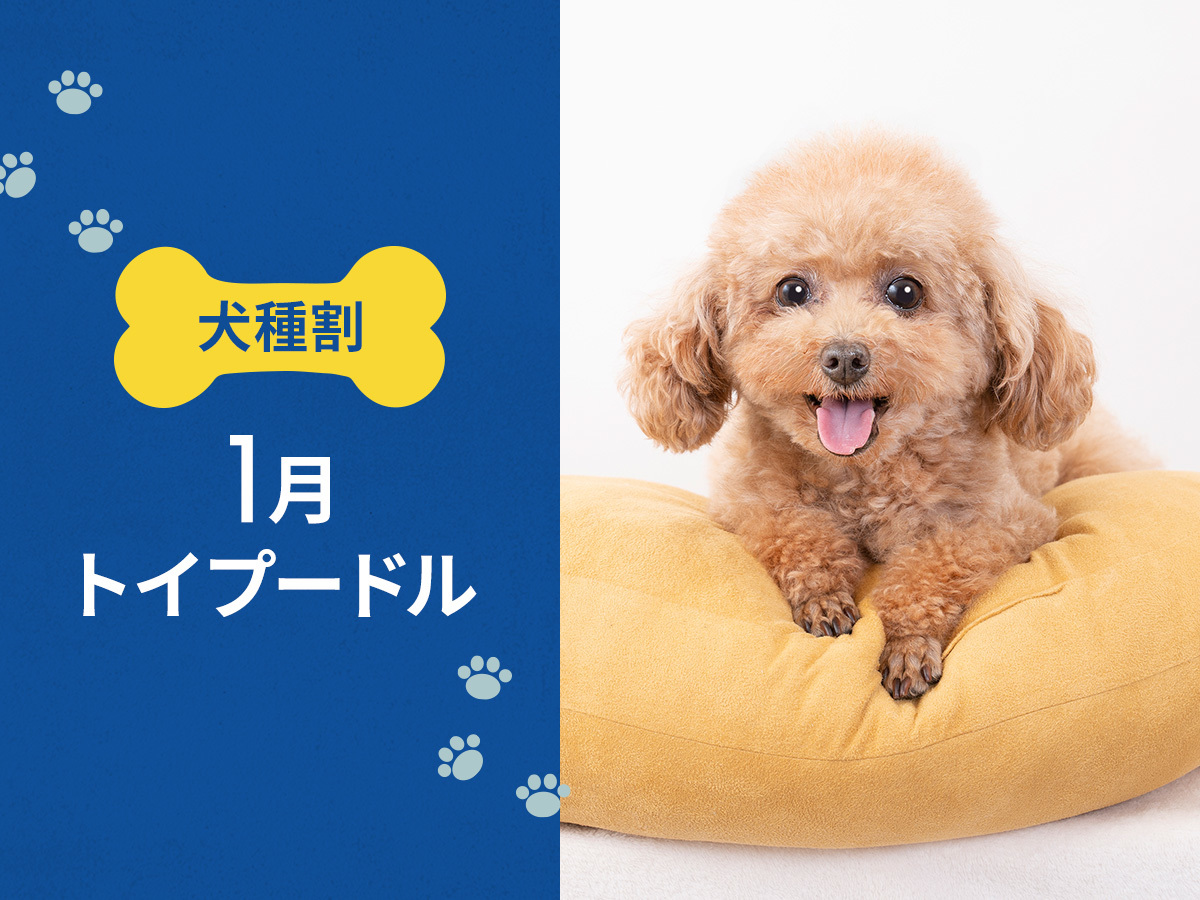 hotel anddoggy京都二条 毎月開催! お得な犬種限定割プラン【 1月はトイプードル 又は 同犬種MIX 】《 朝食付 》