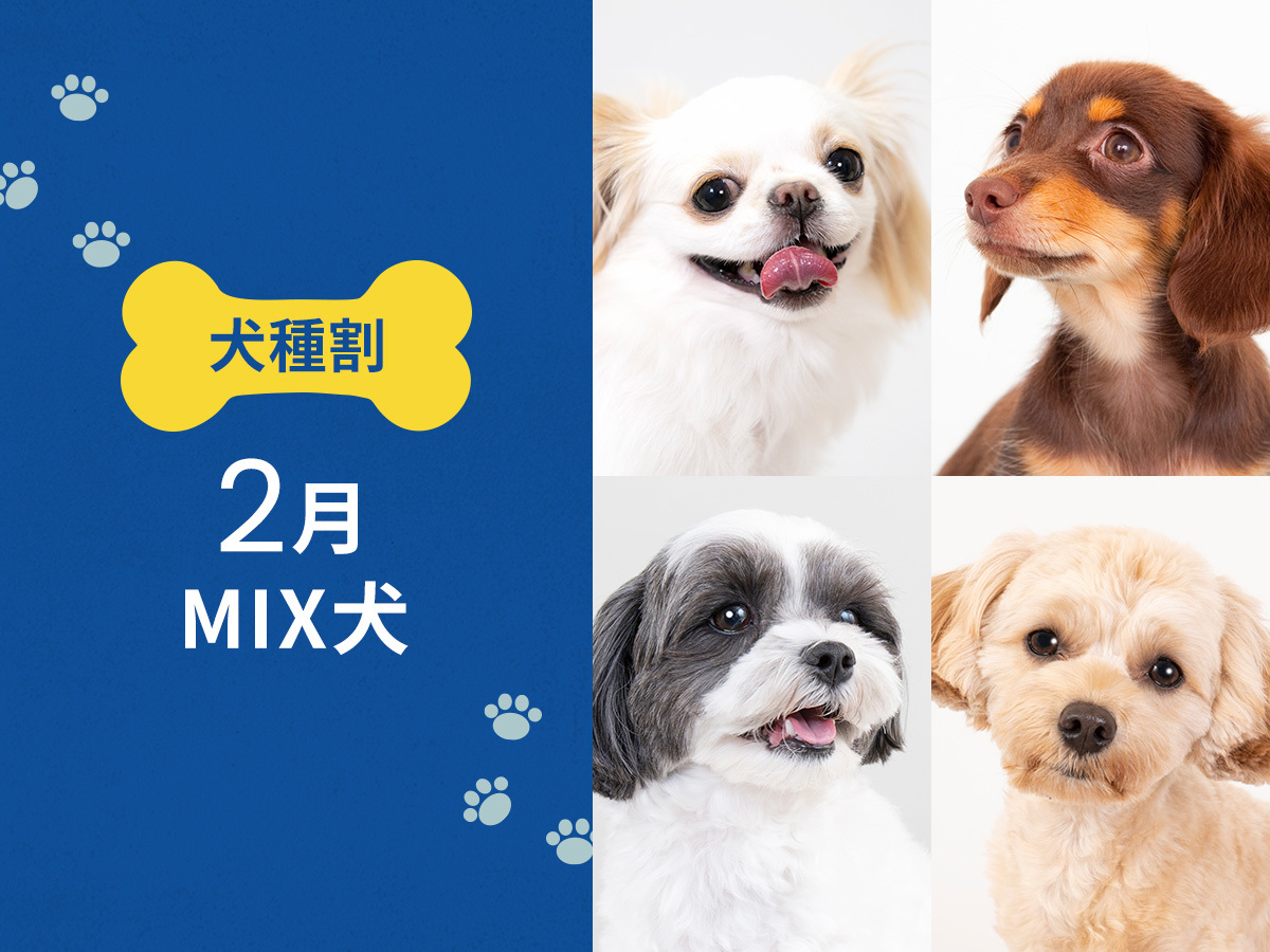 hotel anddoggy京都二条 毎月開催! お得な犬種限定割プラン 【2月はMIX犬】 《 朝食付 》