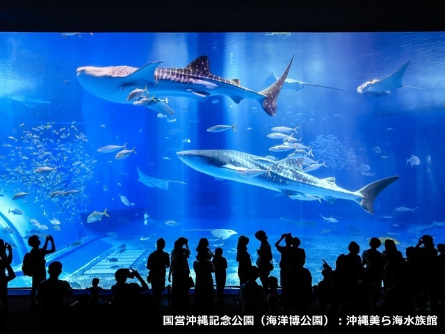 アラマハイナ コンドホテル 【美ら海水族館チケット付】「1度は行きたい水族館」ホテルから車で6分（朝食付）