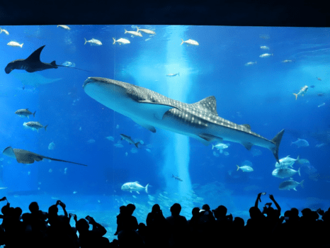 オキナワグランメールリゾート 【美ら海水族館チケット＆朝食付】沖縄の海の中を見てみよう！感動体験を旅の思い出に