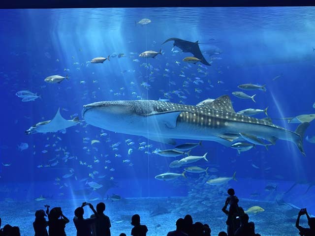 ロイヤルビューホテル美ら海 【シンプルプラン】ジンベエザメに会える！沖縄美ら海水族館まで徒歩5分（朝食付）
