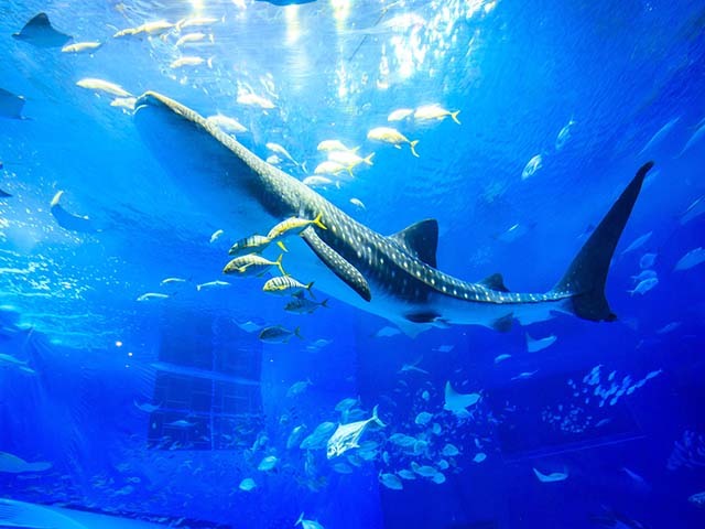 ロイヤルビューホテル美ら海 【シンプルプラン】ジンベエザメに会える!沖縄美ら海水族館まで徒歩5分(朝食付)