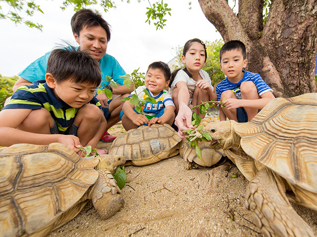 マリンピアザオキナワ  【お子様に大人気！もぐもぐピクニック滞在中1回ご招待】動物達にごはんを上げて生態観察しよう＜2食付＞