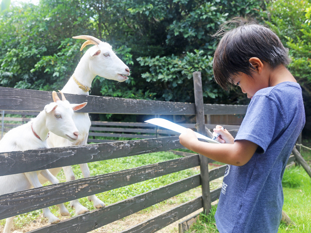 マリンピアザオキナワ  【お子様に大人気！もぐもぐピクニック滞在中1回ご招待】動物達にごはんを上げて生態観察しよう＜2食付＞