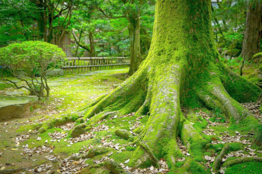 粟津温泉　法師 【絶景ステイ／温泉付き特別室】小堀遠州ゆかりの庭園をのぞむ贅沢客室で過ごす・お部屋食／11時アウト