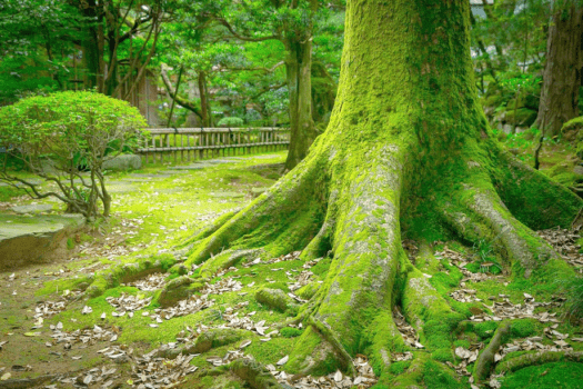 粟津温泉 法師 【絶景ステイ/温泉付き特別室】小堀遠州ゆかりの庭園をのぞむ贅沢客室で過ごす・食事処/11時アウト