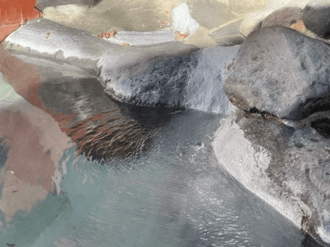 露天風呂のオーベルジュ つつじとかえで ﾀﾞｲﾅﾐｯｸﾊﾟｯｸ＊＊ミニコテージ風ツイン♪蓼科三室源泉の湯治～★本館 テラス付洋室★