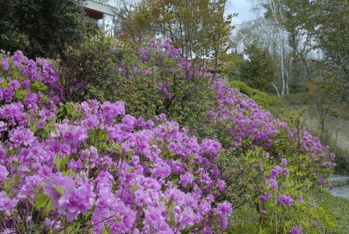 露天風呂のオーベルジュ つつじとかえで 【本館】テラス付き和洋室