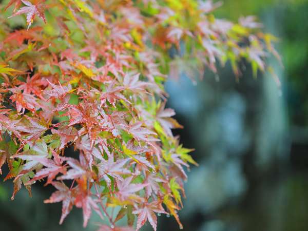 加賀山代温泉 みどりの宿 萬松閣 【1泊2食付・基本プラン】■季節の会席料理　＆　源泉かけ流し温泉■　心に安らぎ、体に潤いのご褒美を